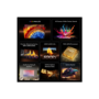 TCL 55C8L-UK 55 Inch QD-Mini LED 4K Google TV – 144Hz Gaming Dolby Vision IQ & ONKYO Sound